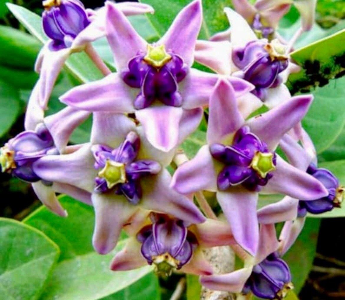 crown flower seeds Rare Crown Flower Milkweed Seeds ~ Crown Flower ~ Calotropis Gigantea ~ Exotic ~ Unique ~ Tropical ~ Hawaii ~ Leis