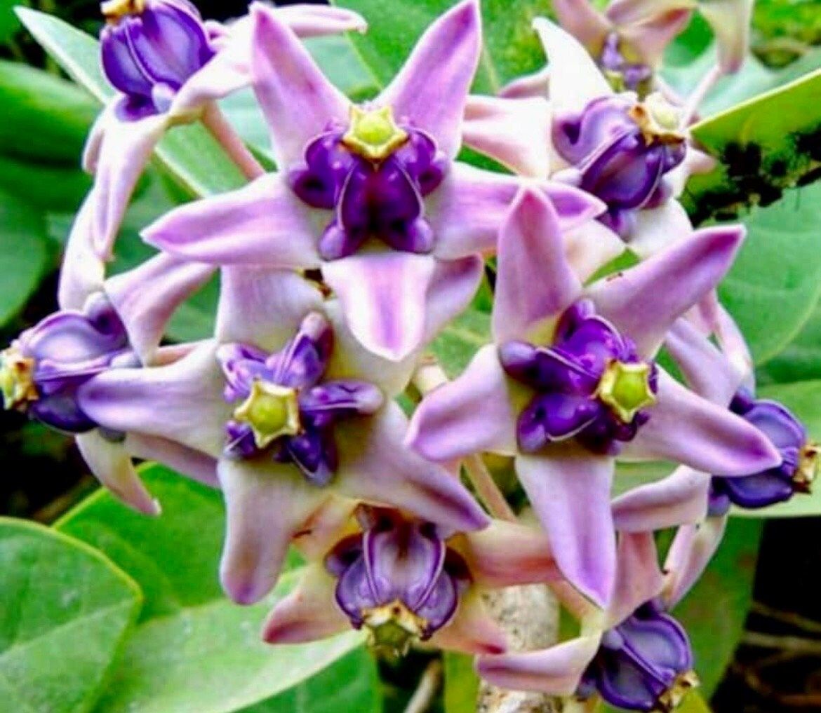 Rare Crown Flower Milkweed Seeds ~ Crown Flower ~ Calotropis Gigantea ~ Exotic ~ Unique ~ Tropical ~ Hawaii ~ Leis