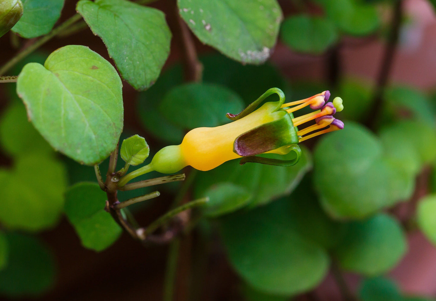 The Creeping Fuchsia Seeds ~ Fuchsia Procumbens ~ Exotic ~ Unique ~ Fun ~ Bees ~ Butterflies ~ Beautiful Flowers