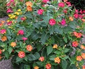 Mixed Marvel of Peru Seeds ~ Mirabilis Jalapa ~ 4 O’Clock Flower ~ Flowers ~ Trumpet ~ Fragrance ~ Vanilla