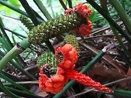 Carludovica Palmata Seeds ~ Toquilla Palm ~ Jipijapa Palm ~ Jungle Drum ~ Panama