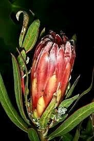 South African Burchell's Sugarbush Seeds ~ Protea Burchellii ~ Bouquets ~ Plants ~ Rare ~ Grow Your Own ~Tropical Flowers ~ Exotic Flowers