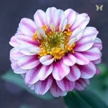 Zahara Double Raspberry Ripple Zinnia Seeds ~ Flower Seeds ~ Plants ~ Garden ~ Grow Your Own ~ Spring Flowers ~ Instead of Flowers ~ Flowers