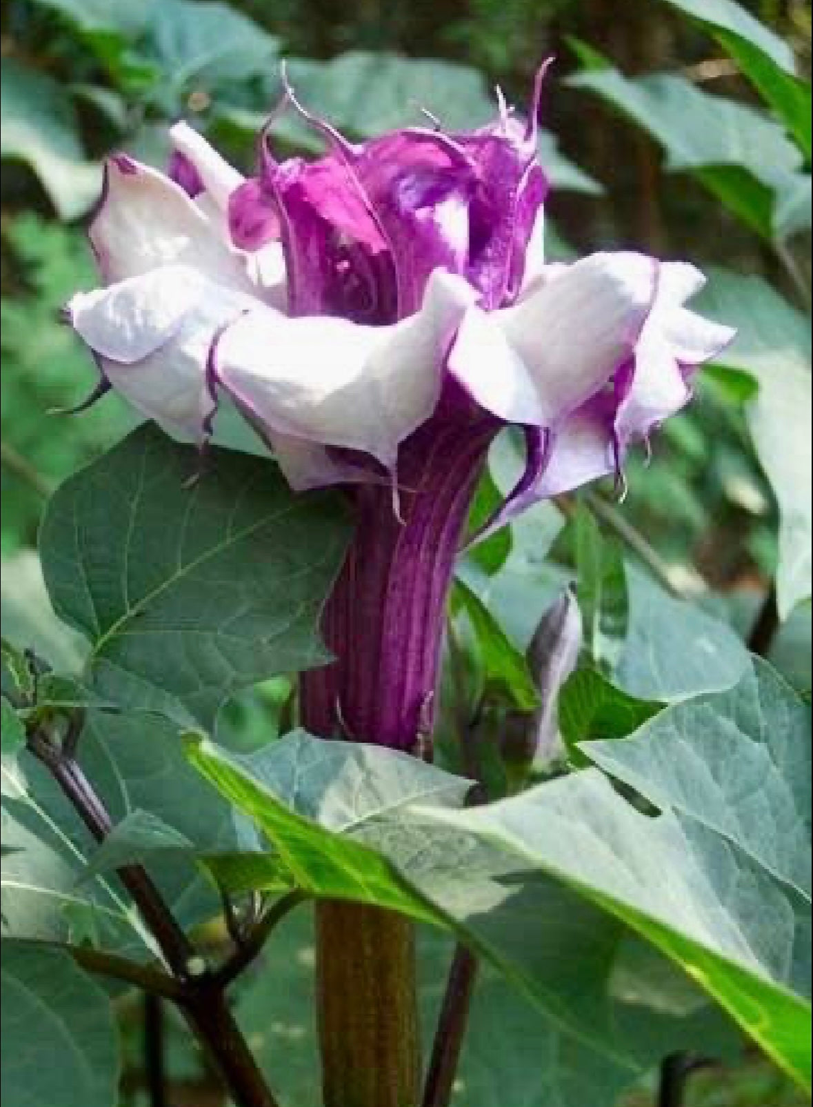 Double Datura Devil’s Golden Yellow Queen Seeds ~ Angel Trumpet ~ Datura Metel ~Datura Golden Yellow Queen ~ Chlorantha ~ Moonflower