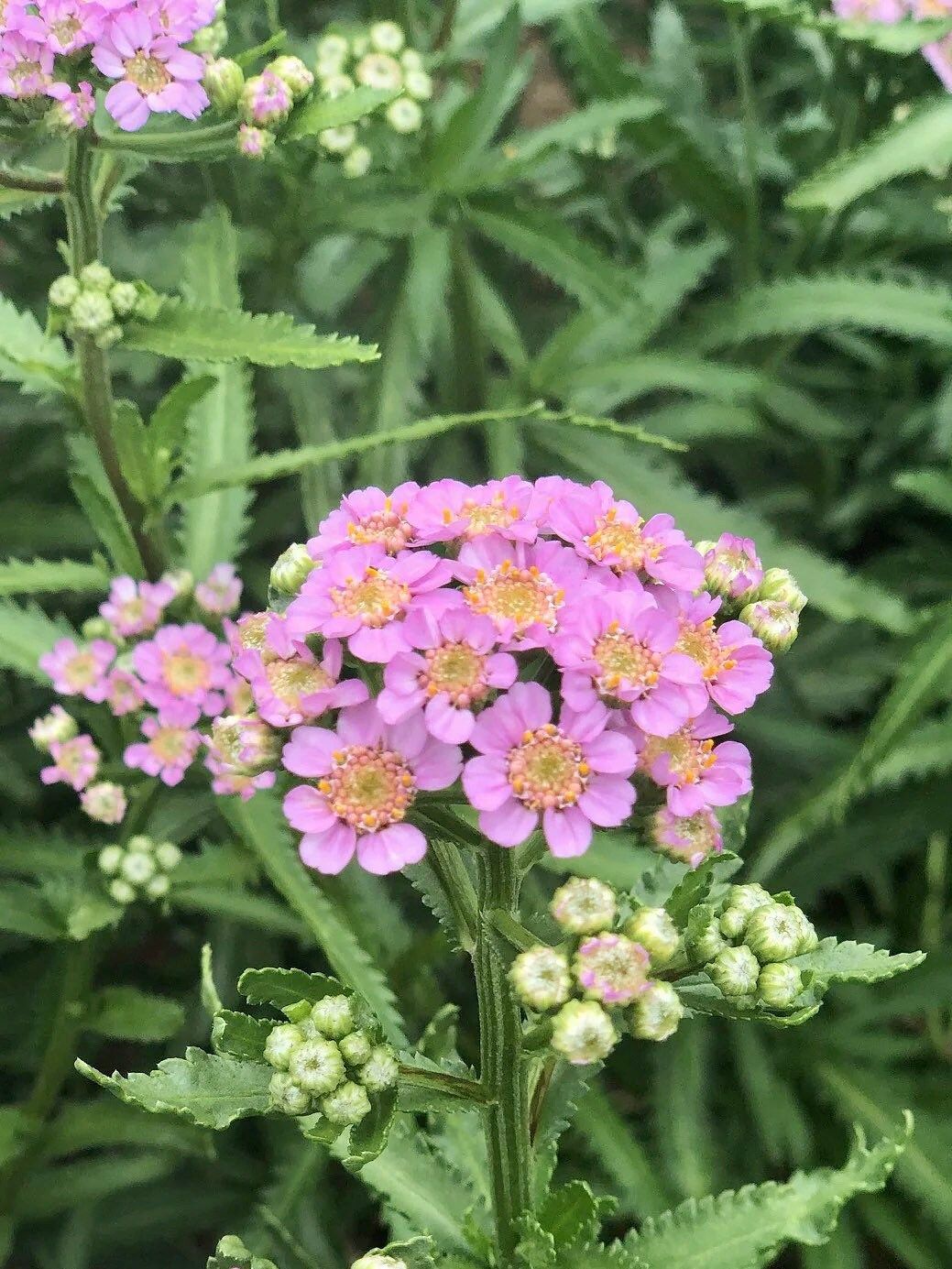 Yellow Love Parade Seeds ~ Achillea Sibirica ~ Rare ~ Rare Plants ~ Grow Your Own ~ Spring Flowers ~ Lovely ~ Bouquets ~ Garden