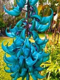 Rare Blue Jade Vine Seeds ~ Mucuna Benettii ~ Mucuna Bennettii ~ Mucuna Warburgii ~ Mucuna Albertisii ~ Mucuna ~ Heirloom ~ Exotic