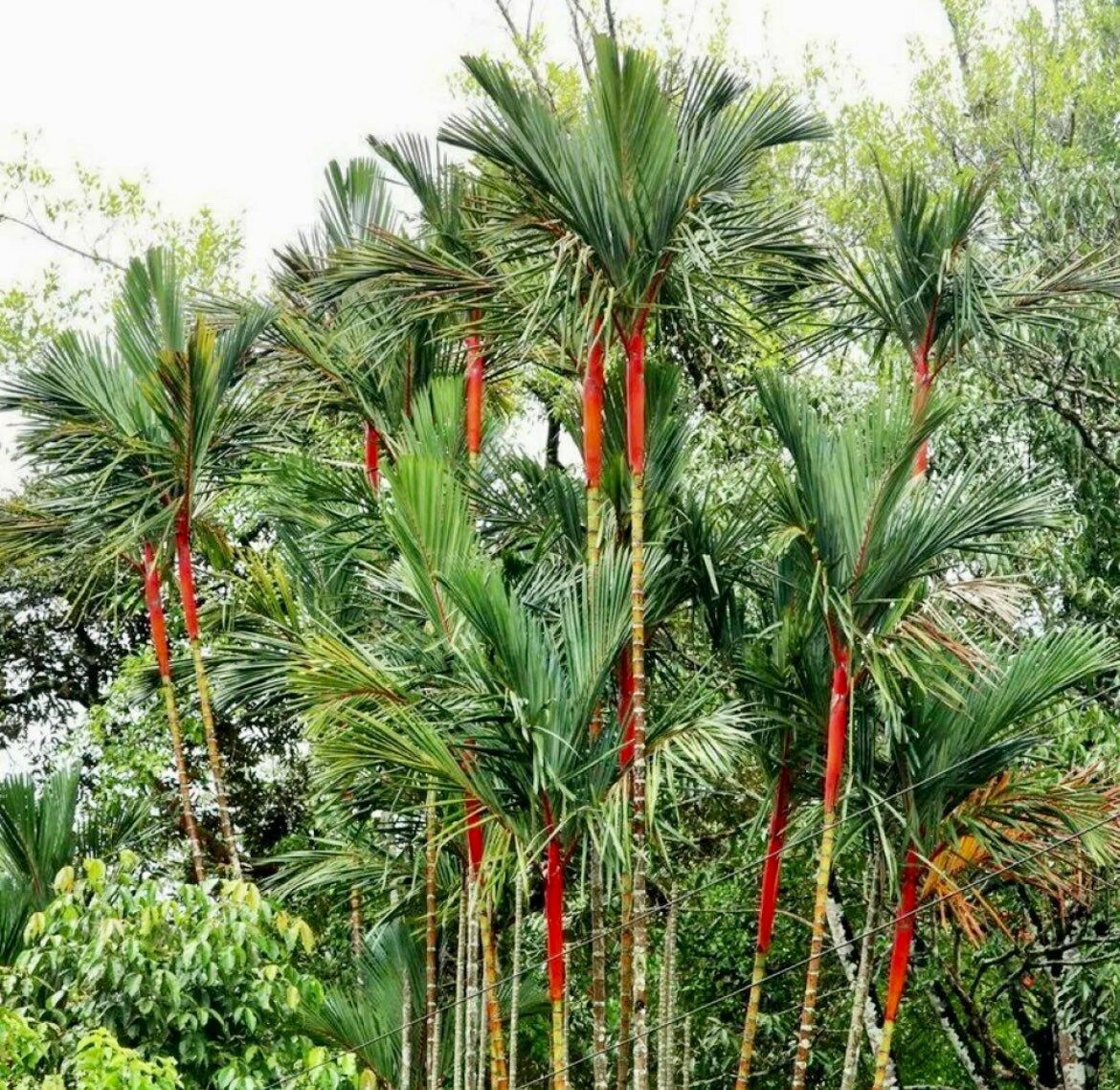 Red Lipstick Palm Tree Seeds ~ Cyrtostachys Renda ~ Fountain ~ Privacy Climbing ~ Gardening ~ Spring