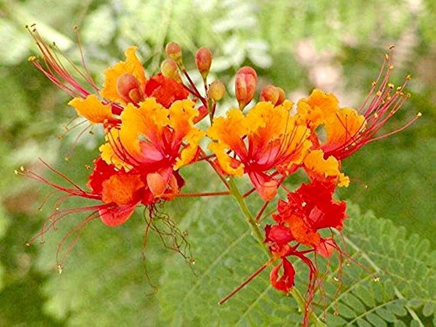 Caesalpinia Pulcherrima Seeds ~ Poinciana ~ Peacock Flower ~ Pride of Barbados ~ Exotic ~ Flowers ~ Garden ~ Plant ~ Flowers ~ Seeds