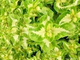 Jade Wizard Coleus Seeds ~ Coleus Blumei ~ Low Maintenance Plants ~ Garden ~ Grow Your Own ~ Spring Flowers ~ Instead of Flowers ~ Flowers