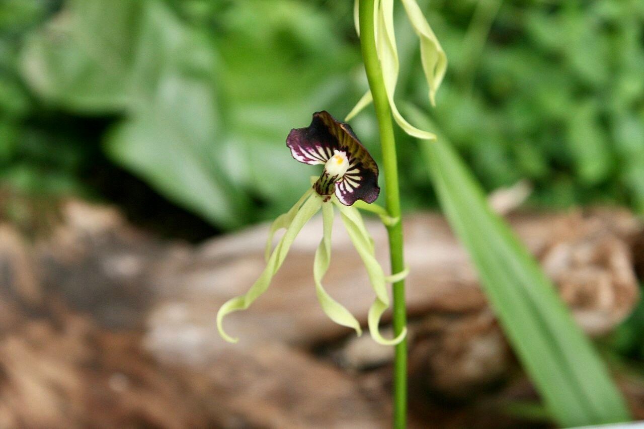 The Clamshell Orchid ~ Prosthechea Cochleata ~ Cockleshell Orchid ~ Beautiful Flowers