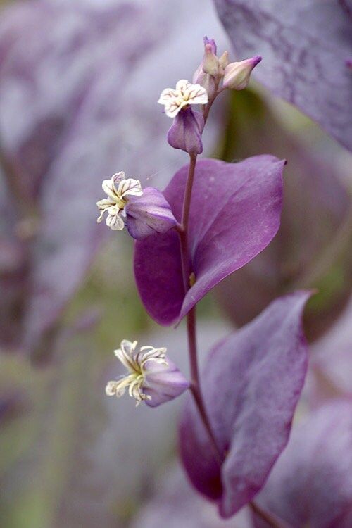 Streptanthus Farnsworthianus Seeds ~ Farnsworth’s Jewel Flower ~ Blooms ~ Climbing Perennial ~ Grow Your Own ~ Spring