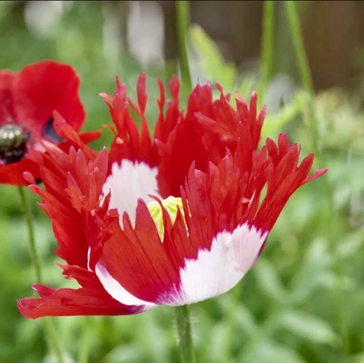 Poppy DANISH FLAG Somniferum ~ Rare Striking Fringed Flowers Seeds ~ Cool Flowers ~ Rare ~ Heirloom