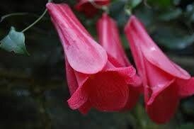 Lapageria Rosea Vine Seeds ~ Chilean Bellflower ~ Rare ~ Grow Your Own ~ Spring Flowers ~