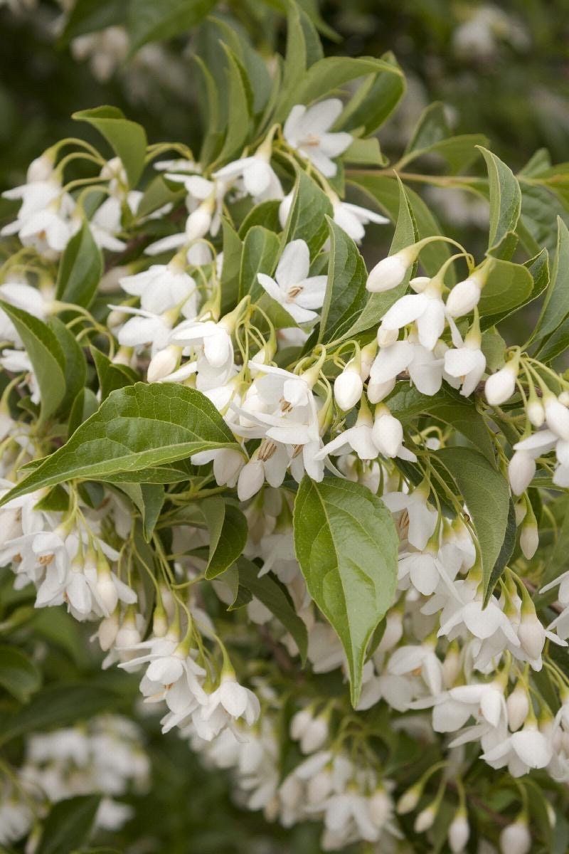 White Japanese Snowbell Seeds ~ Styrax Japonicus ~ Grow Your Own ~ Spring ~ Houseplants ~ Bonsai ~ Beautiful Flowers