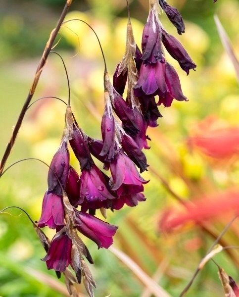 angel's fishing rod plant from seed Blackbird Angel’s Fishing Rod ~ Dierama ~ Plants ~ Garden ~ Grow Your Own ~ Spring Flowers ~ Instead of Flowers ~ Bouquets