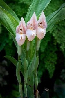 Swaddled Babies Orchid Seeds ~ Anguloa Uniflora ~ Unique ~ Houseplant ~ Orchids ~ Pretty ~ Flowers