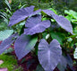 Colocasia Black Magic Seeds ~ Black Elephant Ear Plant ~ Taro ~ Araceae ~ Houseplants ~ Green House ~ Gardening ~ Spring ~ Cool Plants
