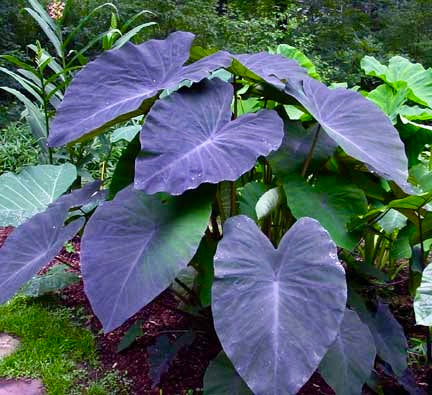 Colocasia Elephant Ear 'Cleopatra's Kiss' Seeds PPAF ~ Colocasia Hybrid ~ Elephant Ear Plant ~ Taro ~ Araceae ~ Houseplants ~ Green House ~ Gardening