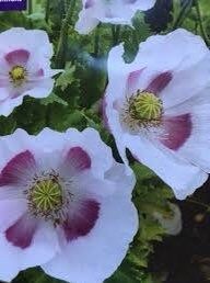 Papaver Somniferum ‘Maanzaad’ Seeds ~ Rare ~ Rare Plants ~ Grow Your Own ~ Spring Flowers