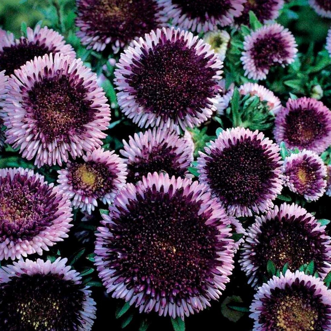 Pompon Blue Moon Aster Seeds ~ Garden ~ Pretty Flowers ~ Bouquet ~ Blue Flowers ~ Easy