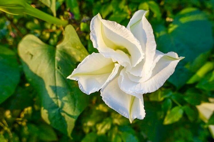 White Moon Vine Seeds ~ Moonflower ~ Ipomoea Alba ~ Tropical White ~ Morning Glory ~ Flowers ~ Pretty ~ Giant White Moonflower