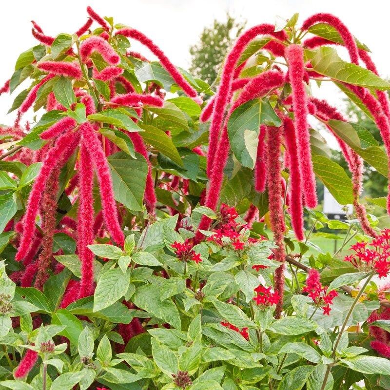 Red Amaranthus Caudatus Seeds ~ Love Lies Bleeding ~ Plants ~ Garden ~ Grow Your Own ~ Spring Flowers ~ Instead of Flowers