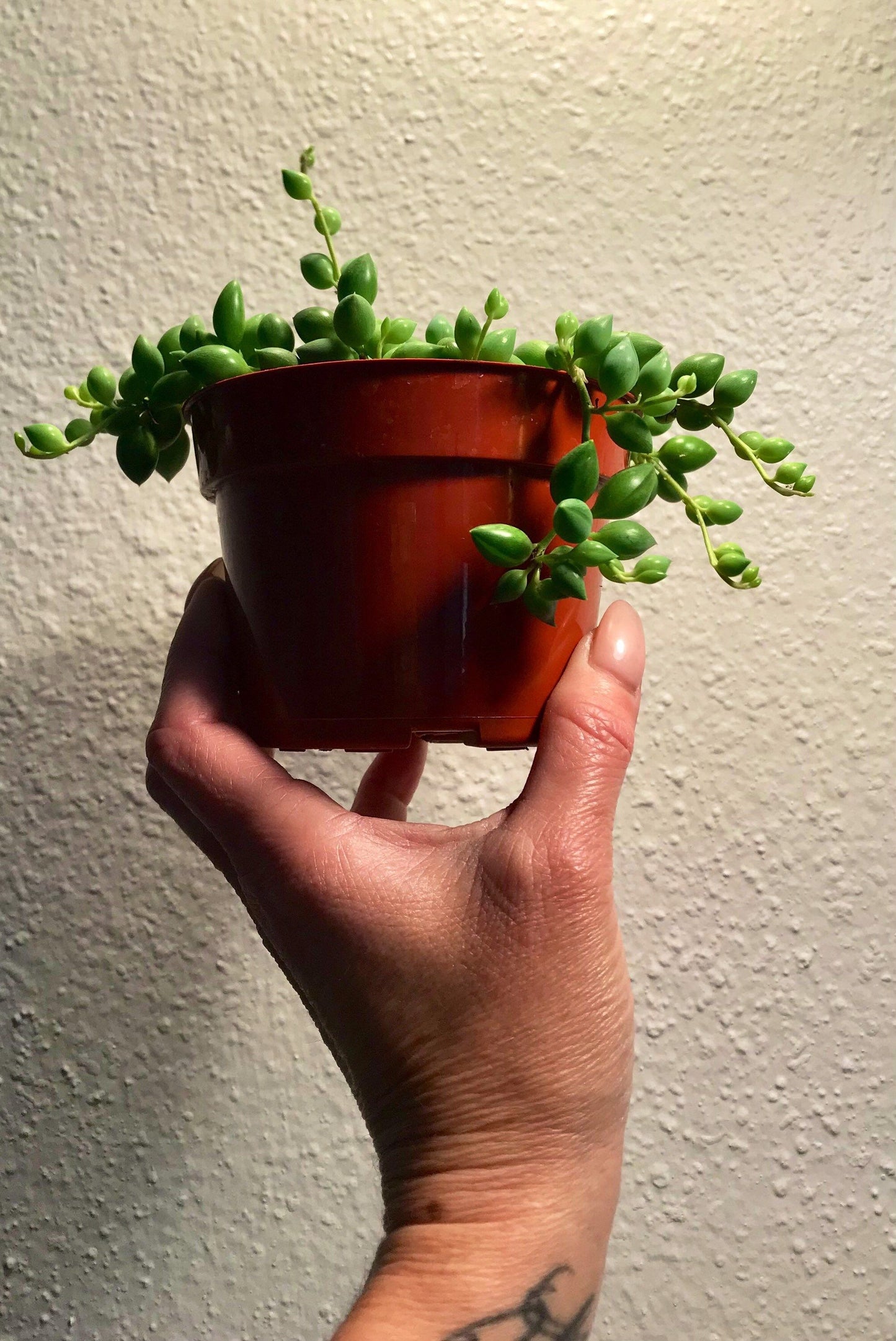 Senecio Herreanus ~ String of Tears ~ Senecio ~ String of Beads ~ String of Tears ~ String of Watermelons, Gooseberry Plant ~ String of Rain