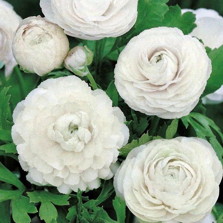 White Double Ranunculus Seeds ~ Wedding Bouquet ~ Flowers ~ Heirloom ~ Fragrance ~ Spring ~ Bouquets for Weddings