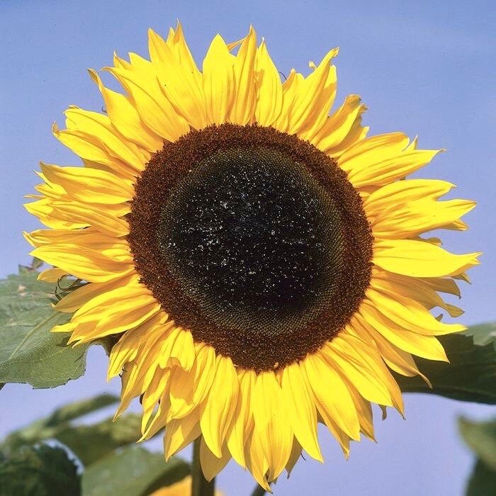 Giant ‘Sunzilla’ Sunflower Seeds ~ Helianthus Annuus ~ Pretty Flowers ~ Garden ~ Fall ~ Heirloom Seeds ~ Autumn ~ Huge