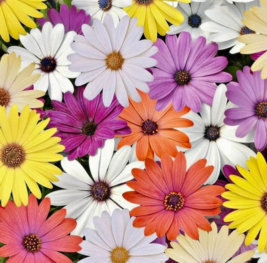 African Daisy “Cineraria Mix” Flower Seeds ~ Cape Marigold