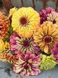 Zinnia “Queen Lime Mix” Seeds ~ Flower Seeds ~ Plants ~ Garden ~ Grow Your Own ~ Spring Flowers ~ Instead of Flowers ~ Flowers