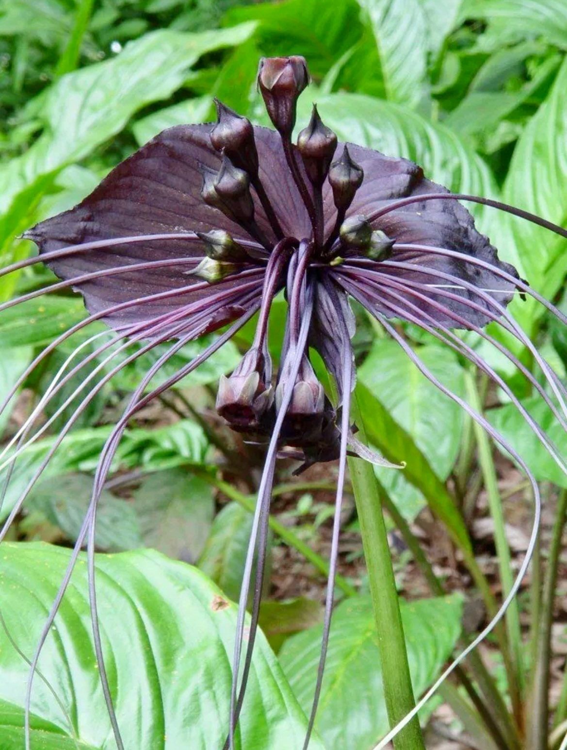 Rare Black Tacca Chantrieri Seeds ~ Black Bat Flower ~ Black Lily ~ Bat ~ Devil’s Flower ~ Exotic Flower ~ Unusual Flowers