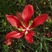 Red Star Water Hibiscus Seeds ~ Hibiscus Coccineus ~ Scarlet Hibiscus ~ Scarlet Rosemallow ~ Wildflowers ~ Butterflies ~ Bees ~ Blooms