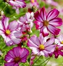 Picotee Cosmos Seeds ~ Cosmos ~ Cool Flowers ~ Grow Your Own ~ Butterflies ~ Bees ~ Annual ~ Summer ~ Spring ~ Bouquets