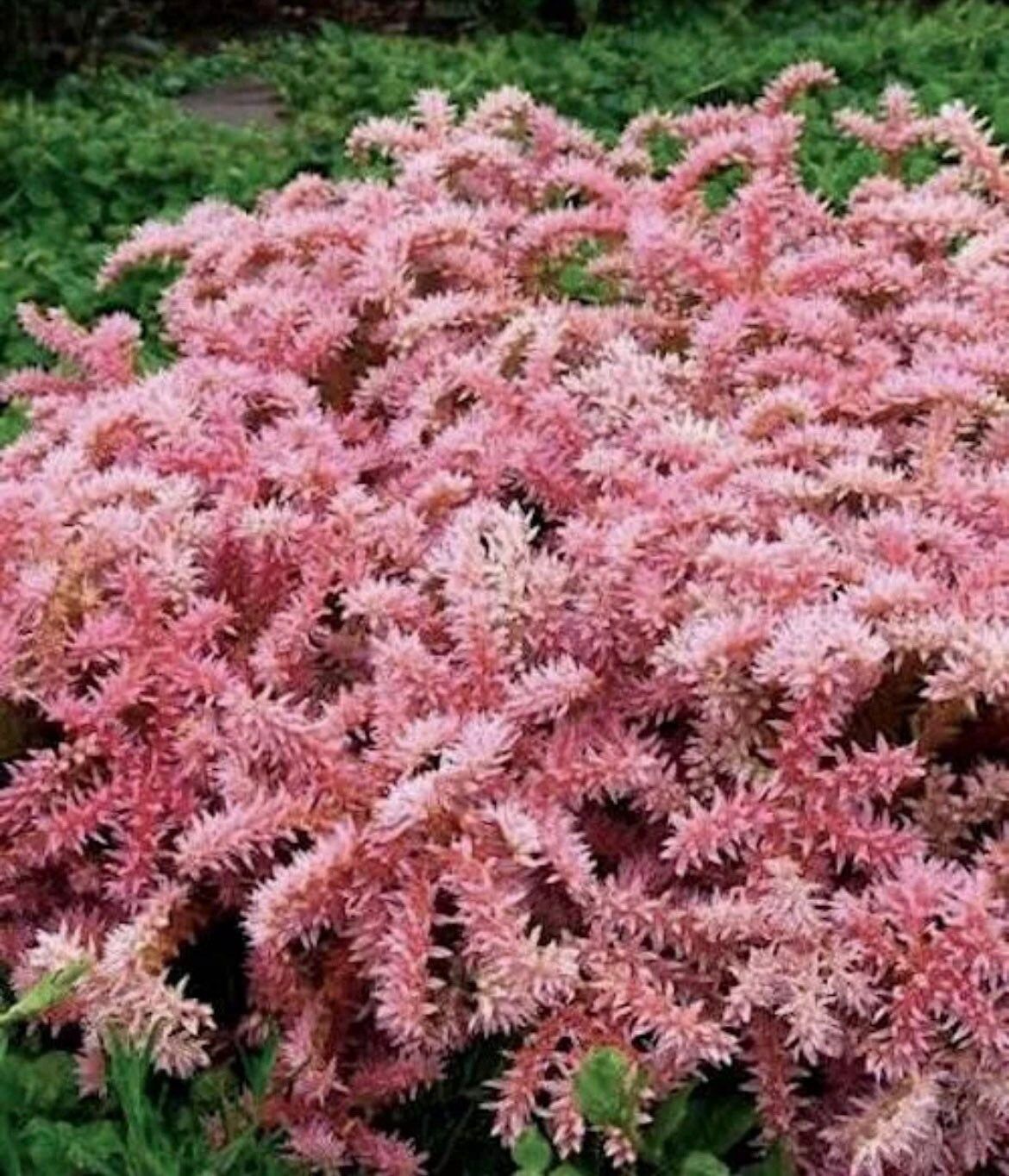 Sedum Pulchellum Seastar Seeds ~ Grow Your Own ~ Spring ~ Houseplants