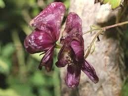 Rare Red Wine Climbing Monk's Hood Seeds ~ Aconitum Hemsleyanum ~ Devil's Helmet ~ Herbaceous Perennial Plants ~ Rare
