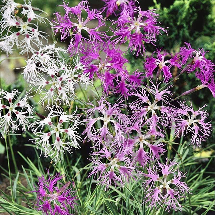 Dianthus Superbus Seeds ~ Fringed Pink ~ Grow Your Own ~ Pretty Flowers ~ Cool Flowers ~ Pink ~ Flowers ~ Flowering ~ Garden ~ Fringe