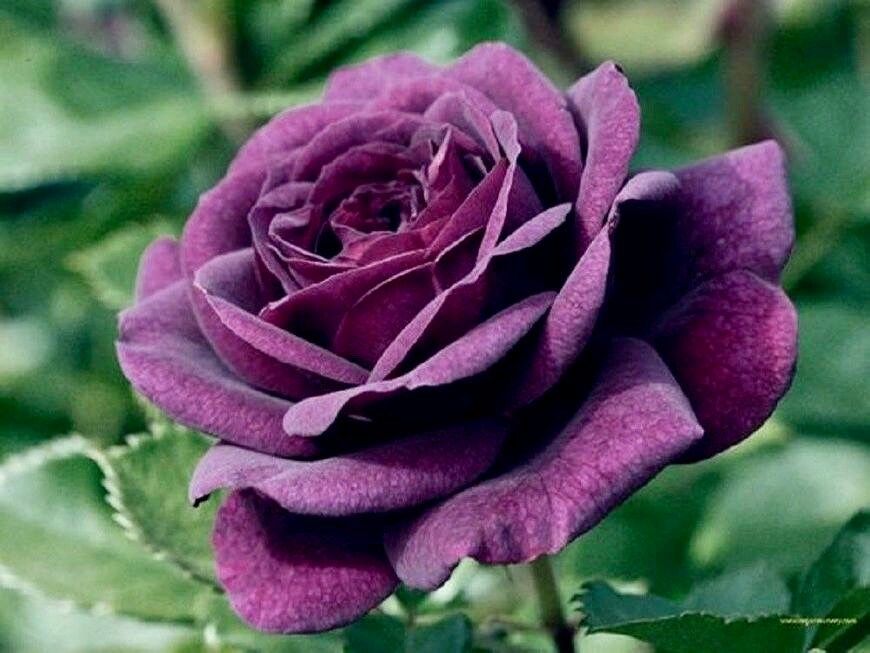 Dark Purple Rose Seeds ~ Flower Bush ~ Perennial Shrub Flowers ~ Roses ~ Fragrance ~ Bouquet ~ Wedding ~ Flowers