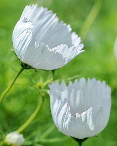 Cosmos Cupcake White Seeds ~ Cosmos ~ Cool Flowers ~ Grow Your Own ~ Butterflies ~ Bees ~ Annual ~ Summer ~ Spring ~ Bouquets