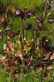 Sarracenia Purpurea ~ The Purple Pitcher Plant ~ Northern Pitcher Plant ~ Turtle Socks ~ Side-Saddle Flower ~ Carnivorous Plant