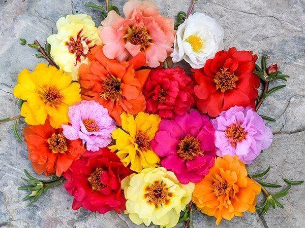 Mixed Color Moss Seeds ~ Rose Purslane Double Flower Seeds ~ Plants ~ Garden ~ Grow Your Own ~ Spring Flowers