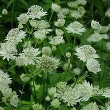 White Astrantia Major Seeds ~ 'Star of Billion' ~ The Great Masterwort ~ Garden ~ Grow Your Own ~ Spring Flowers ~ Instead of Flowers