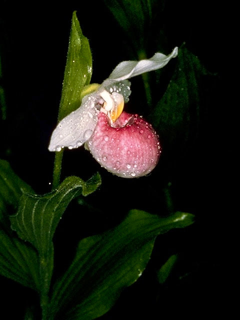 Showy Lady’s Slipper Orchid Starter Grow Kit ~ Cypripedium Reginae ~ Queen’s Lady’s Slipper ~ Michigan State Flower