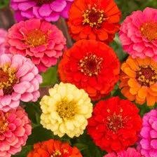 Zinnia Dwarf “Thumbelina” Seeds ~ Flower Seeds ~ Plants ~ Garden ~ Grow Your Own ~ Spring Flowers ~ Instead of Flowers ~ Flowers