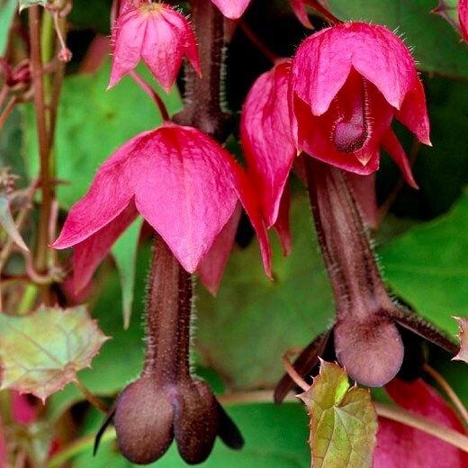 Rhodochiton Atrosanguineus Seeds ~ Purple Bell Vine ~ Exotic ~ Unique ~ Green House ~