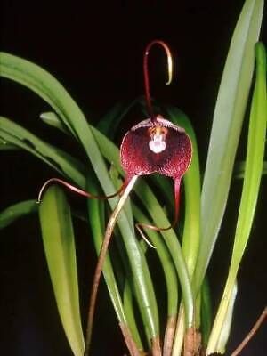 Black Dracula Orchid Seeds ~  Dracula Benedictii ~ Exotic ~ Vampire ~ Black