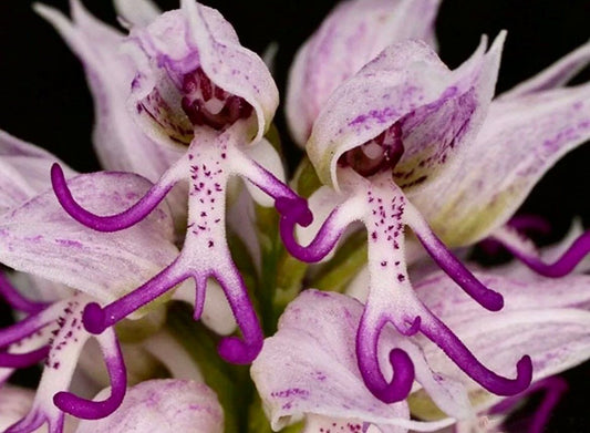 Naked Man Orchid Seeds ~ Orchis Italica ~ Italian Orchid ~ Usual Flowers ~ Exotic Flower ~ Unique Flowers ~ Funky Plants