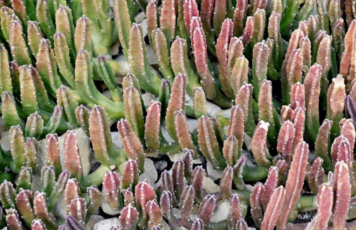 Stapelia Leendertziae Seeds ~ Black Bells ~ Maroon Cup Starfish ~ Leendertz's Carrion Flower ~ Exotic ~ Rare ~ Succulent