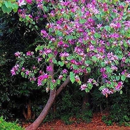 Geranium Orchid Tree Seeds ~ Bauhinia Purpurea ~ Usual Flowers ~ Exotic Flower