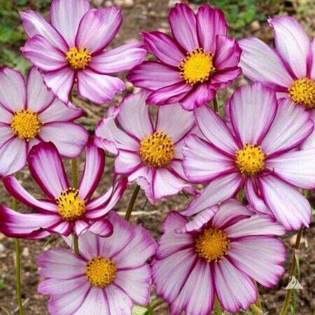 Picotee Cosmos Seeds ~ Cosmos ~ Cool Flowers ~ Grow Your Own ~ Butterflies ~ Bees ~ Annual ~ Summer ~ Spring ~ Bouquets